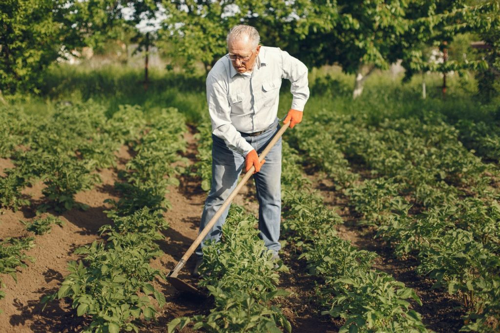 Vegetable Gardening Organic Vegetables